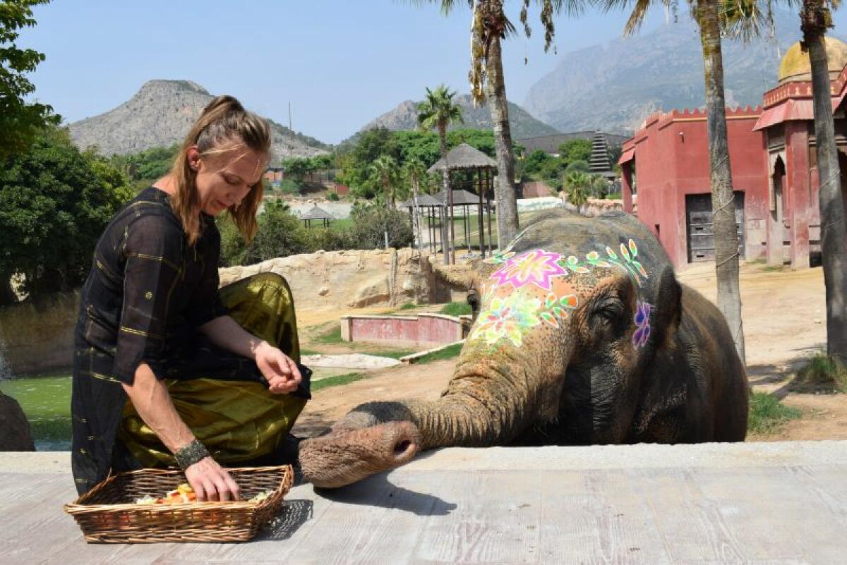 Más de 4.000 personas celebran el 51 cumpleaños de la elefanta Petita en Terra Natura Benidorm