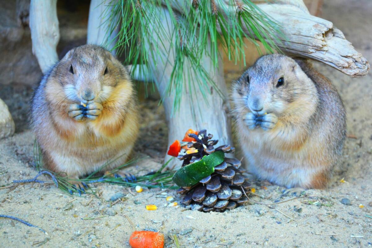 Terra Natura Benidorm da la bienvenida a la Navidad con actividades especiales durante el puente de diciembre