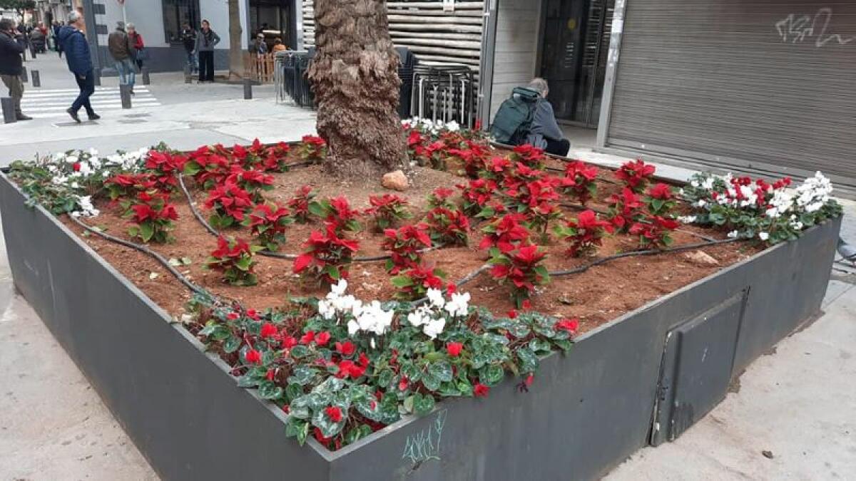 La concejalía de Parques y Jardines hace llegar la Navidad a los barrios de la Vila Joiosa con la plantación 600 flores de Pascua