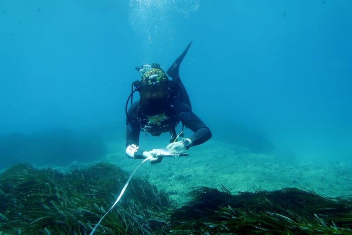 La Diputación y el Instituto de Ecología Litoral concluyen una nueva edición del programa de estudio de la Posidonia oceanica