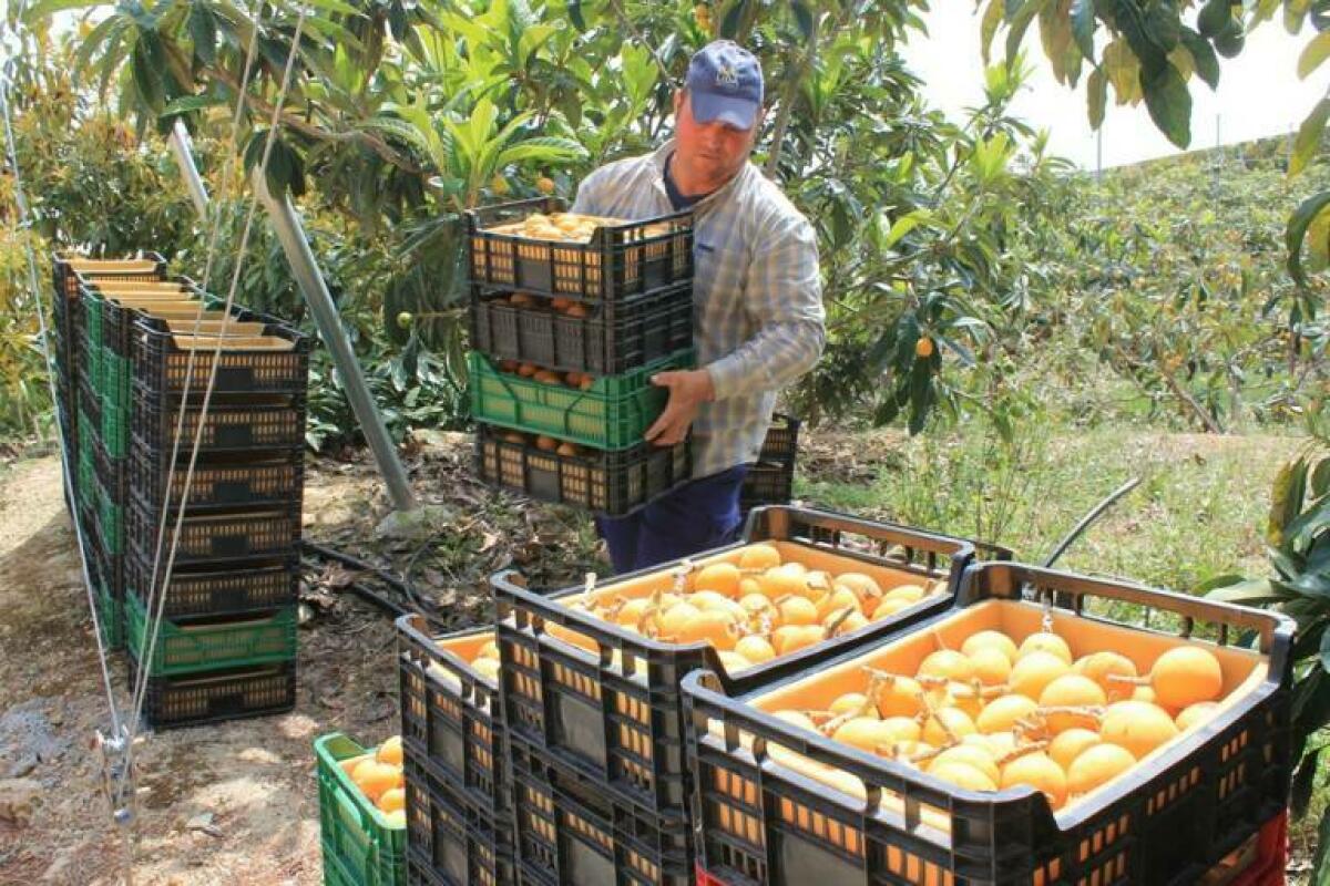 La cosecha del níspero en Callosa se adelanta y se reduce hasta un 30% por la falta de lluvias