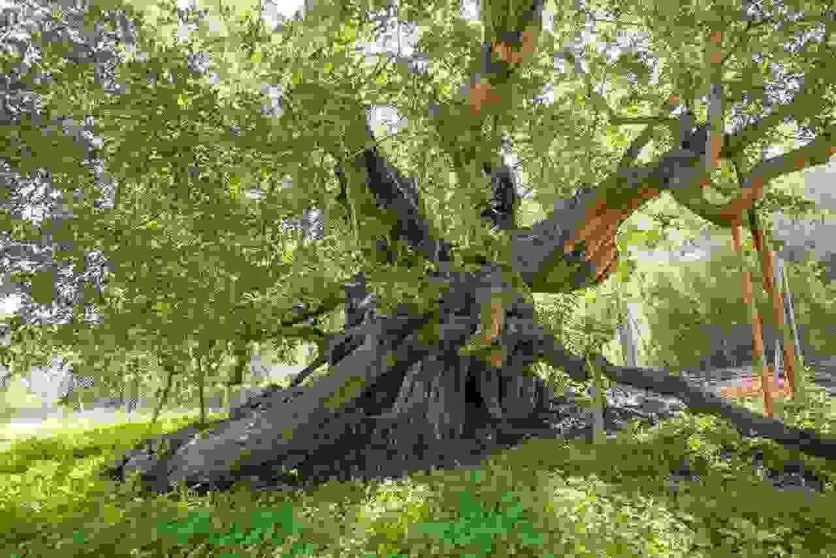 El algarrobo de Foia Brell de l’Alfàs del Pi aspira a ser Árbol Europeo del Año