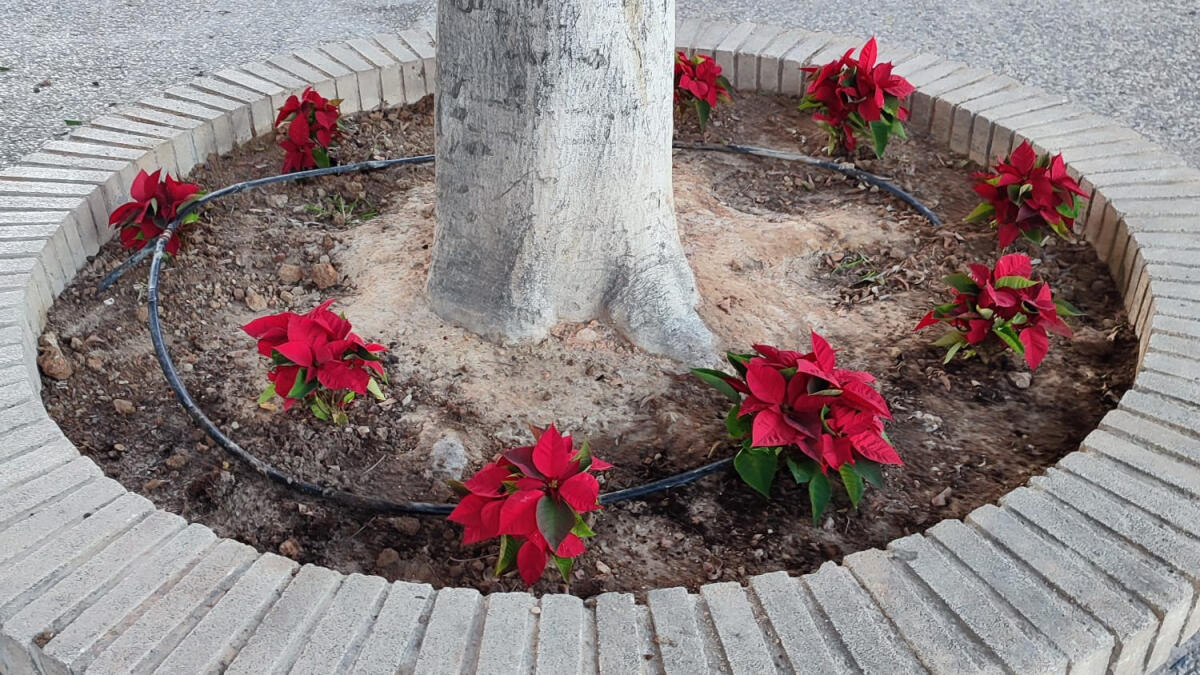 El Ayuntamiento de la Vila Joiosa planta 500 flores de Pascua en varios jardines de la ciudad