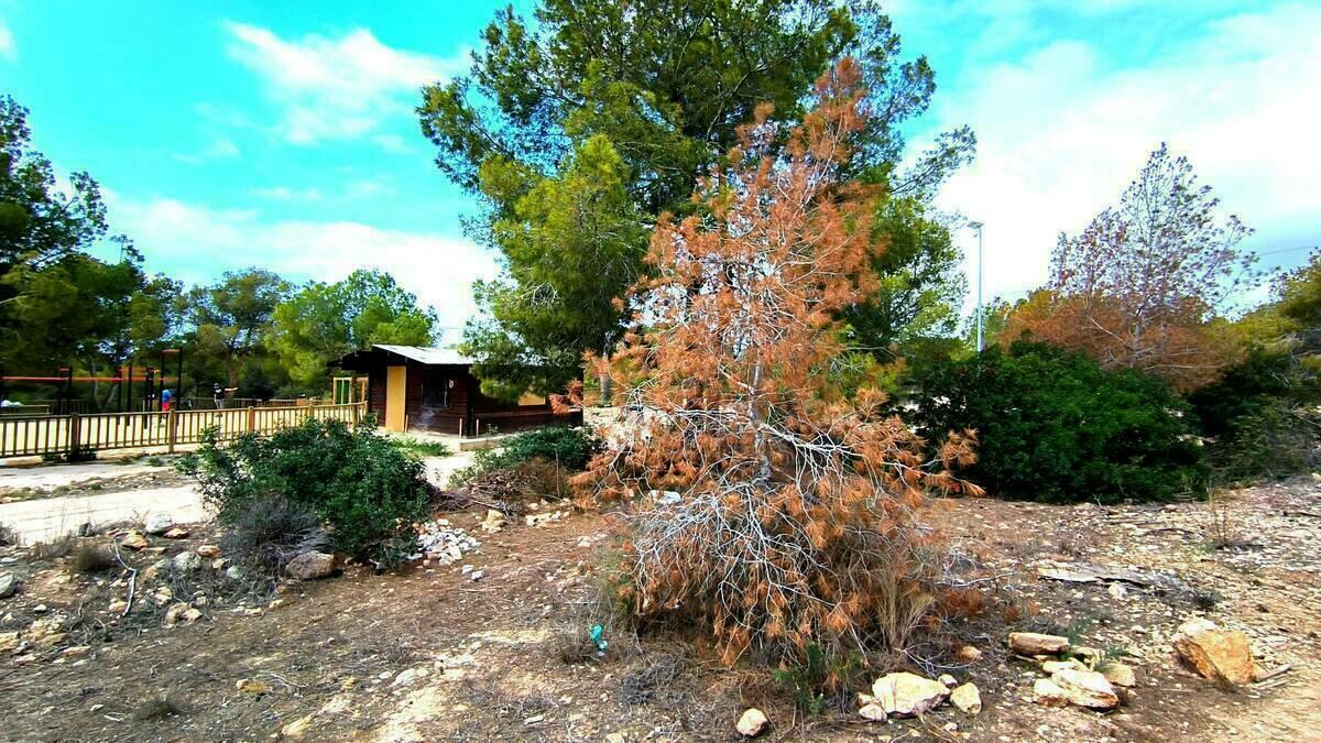 El PSOE pide al gobierno que acuda a una empresa forestal para destruir los pinos afectados por el ‘tomicus’ en Benidorm