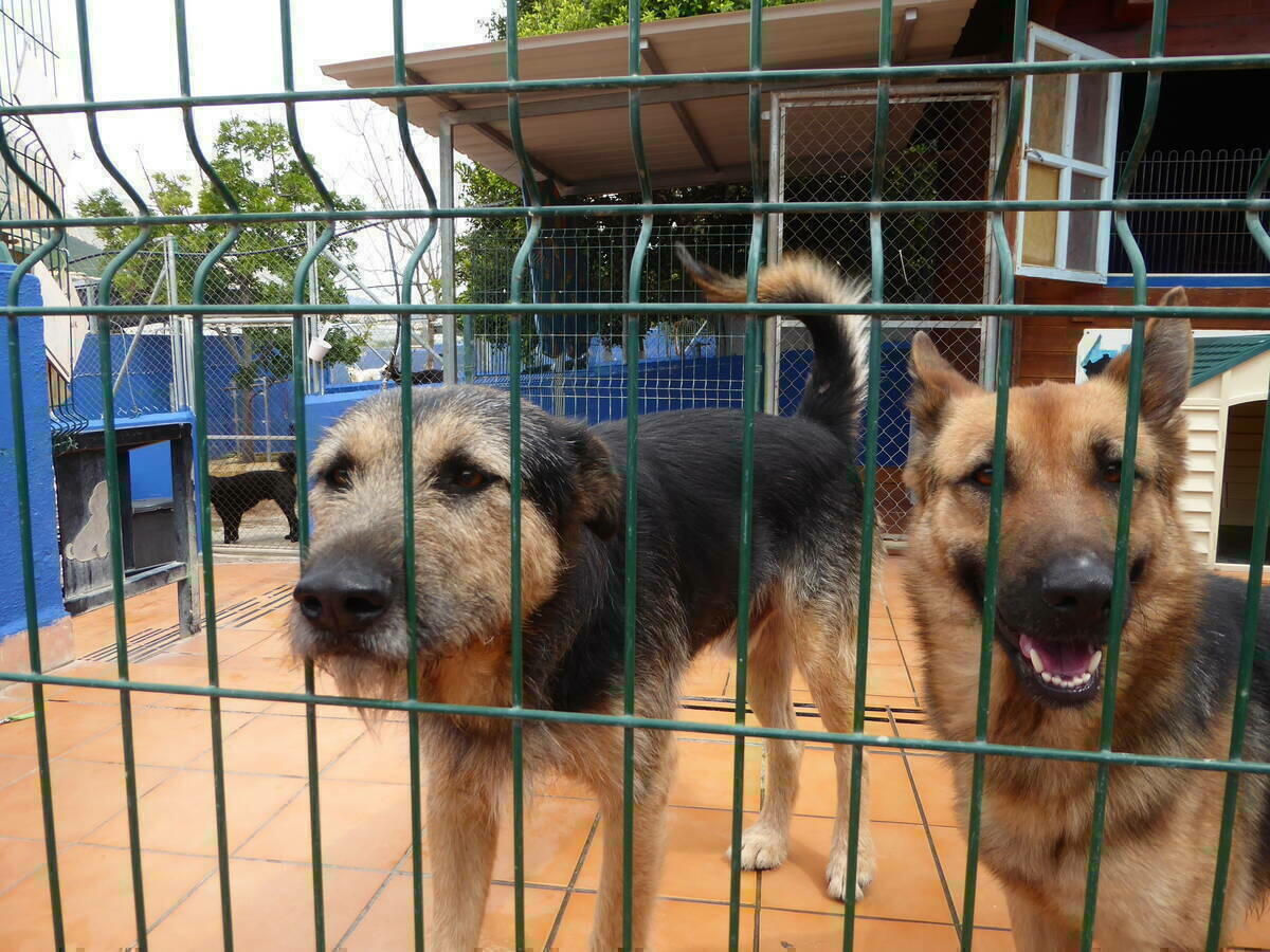 El Refugio de Animales de La Nucía acogió a 710 animales en 2023