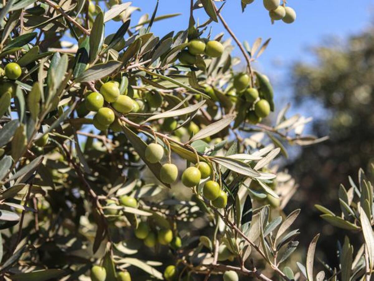 La menguante cosecha de aceituna de este año viene con sorpresa