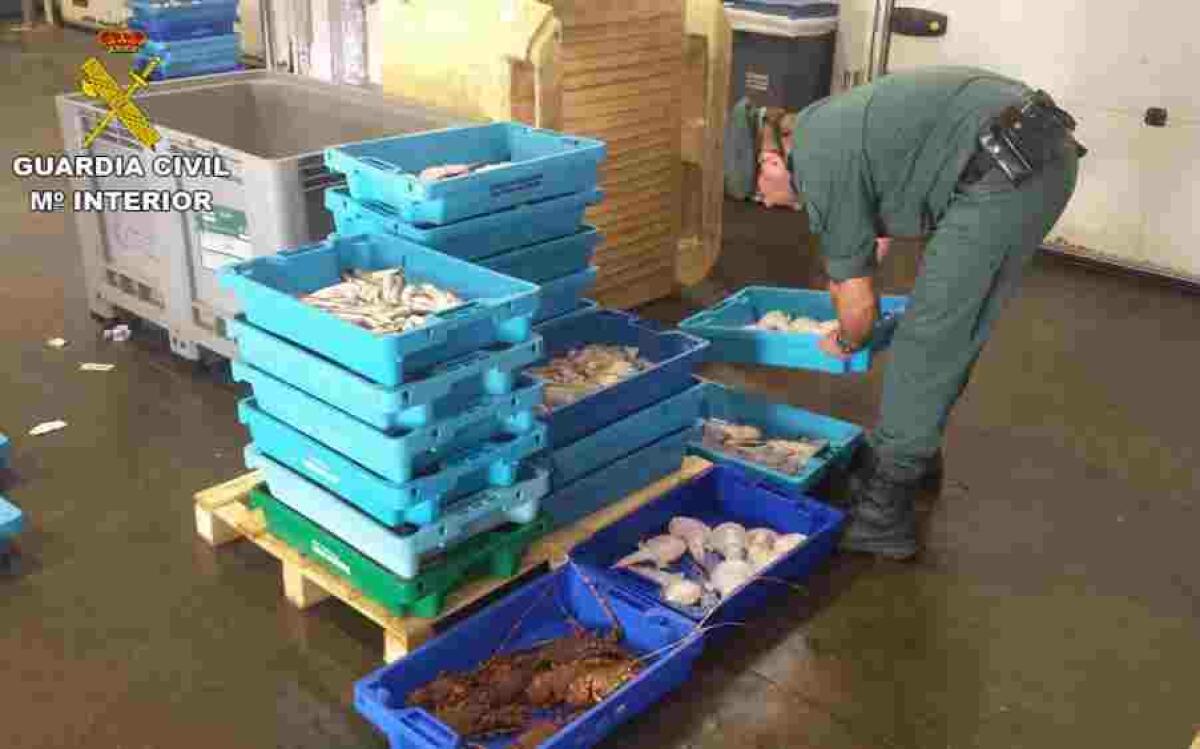 La Guardia Civil localiza 180 kilogramos de pescado ilegal en la lonja de Altea