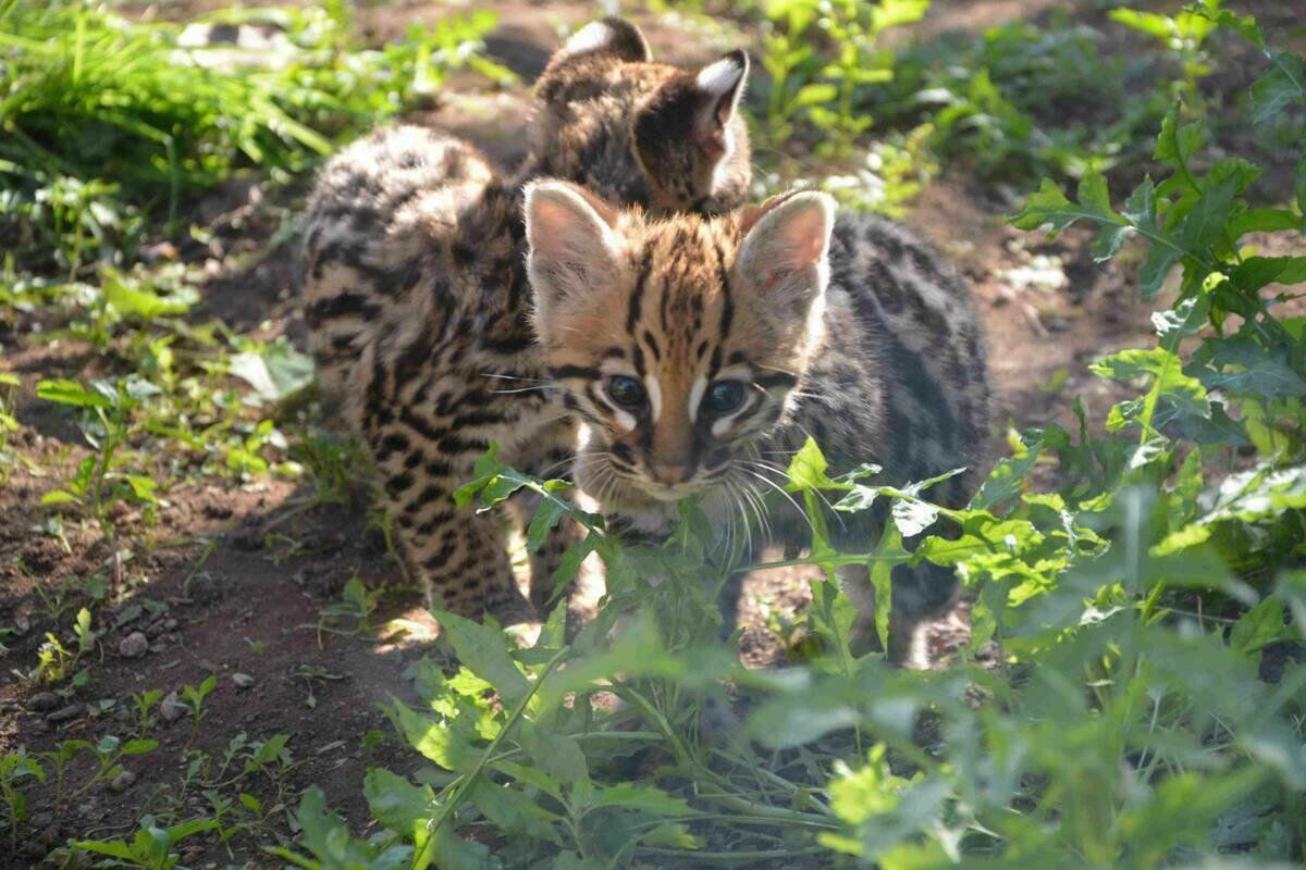 El equipo de Terra Natura Benidorm examina a las crías de ocelote para confirmar su salud y sexarlas