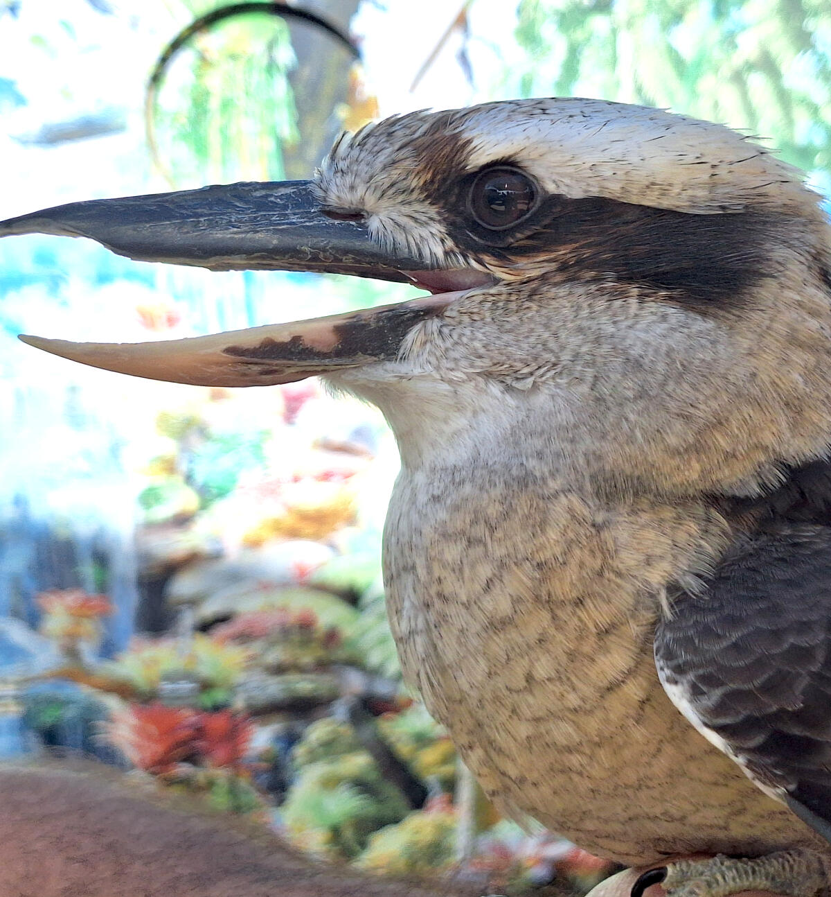 Terra Natura Benidorm incorpora a su exhibición de aves rapaces un cucaburra rescatado de un particular