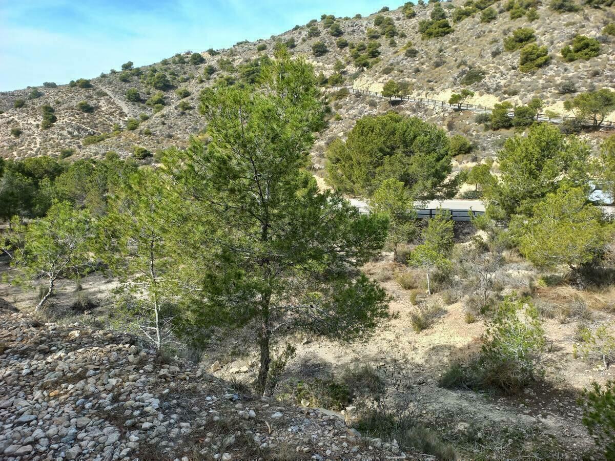 Finalizan las tareas de limpieza forestal en La Cala, el paraje de la Torre de l’Aguiló y la cala del Racó del Conill