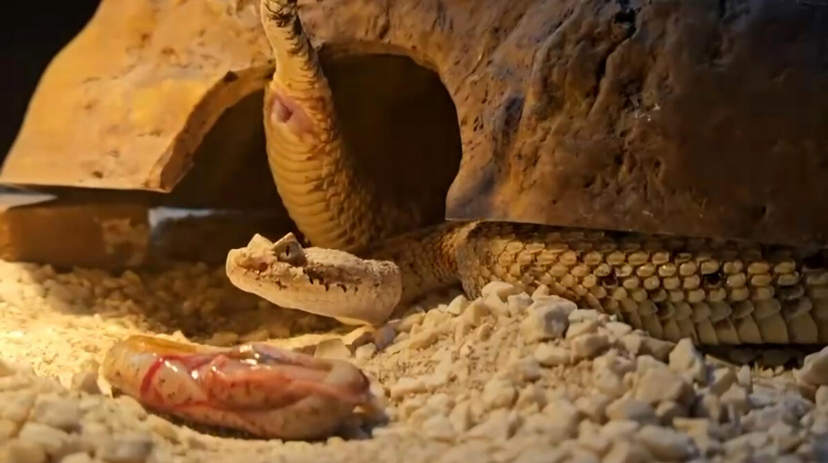 Nacen siete crías de serpiente cascabel cornuda del desierto en Terra Natura Benidorm