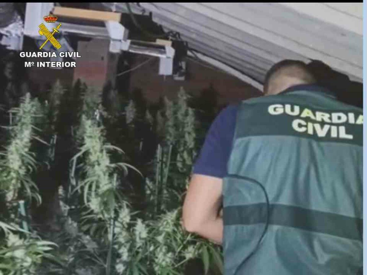 La Guardia Civil desmantela dos puntos de cultivo de marihuana y otro de venta de drogas en la comarca del Medio Vinalopó