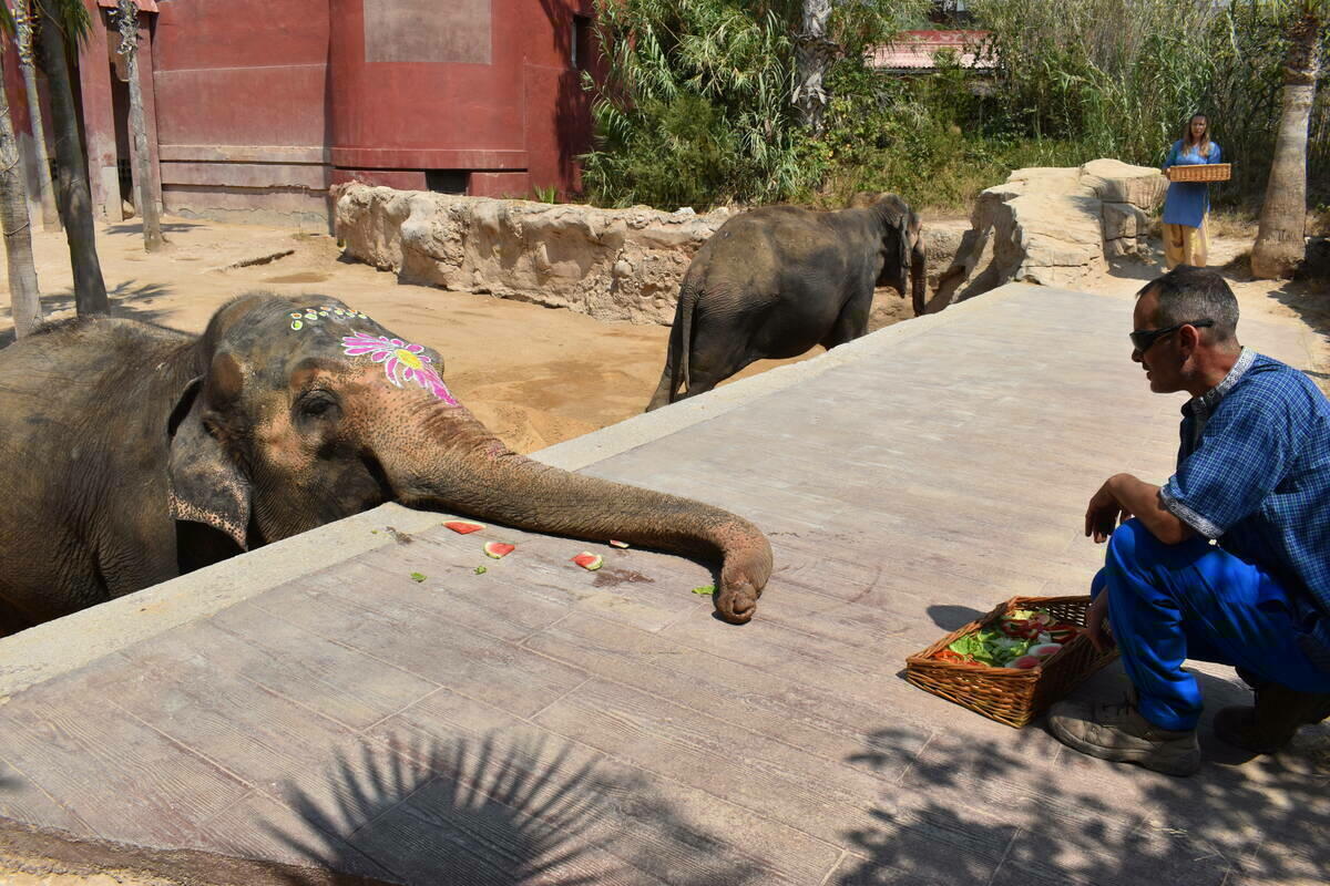 4.000 personas arropan a la elefanta Petita en su 53&ordm; cumplea&ntilde;os en Terra Natura Benidorm