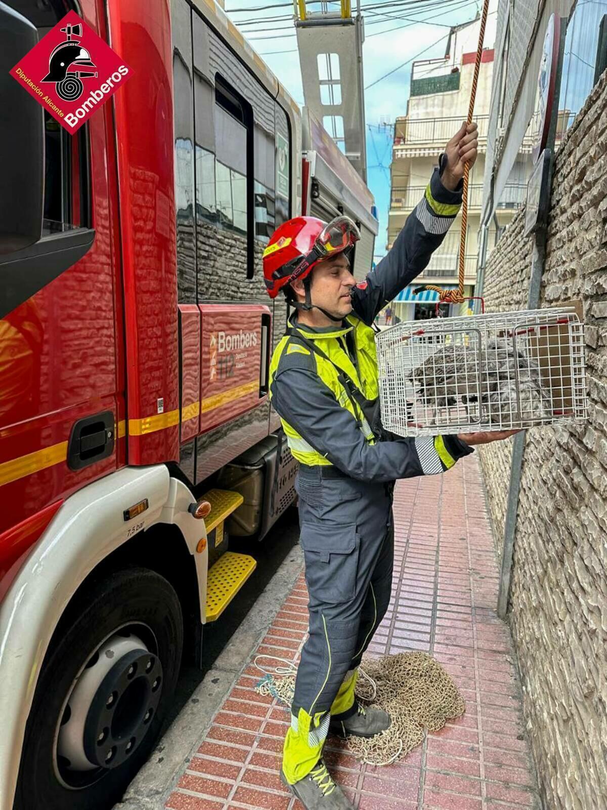 RETIRADA GAVIOTAS EN BENIDORM