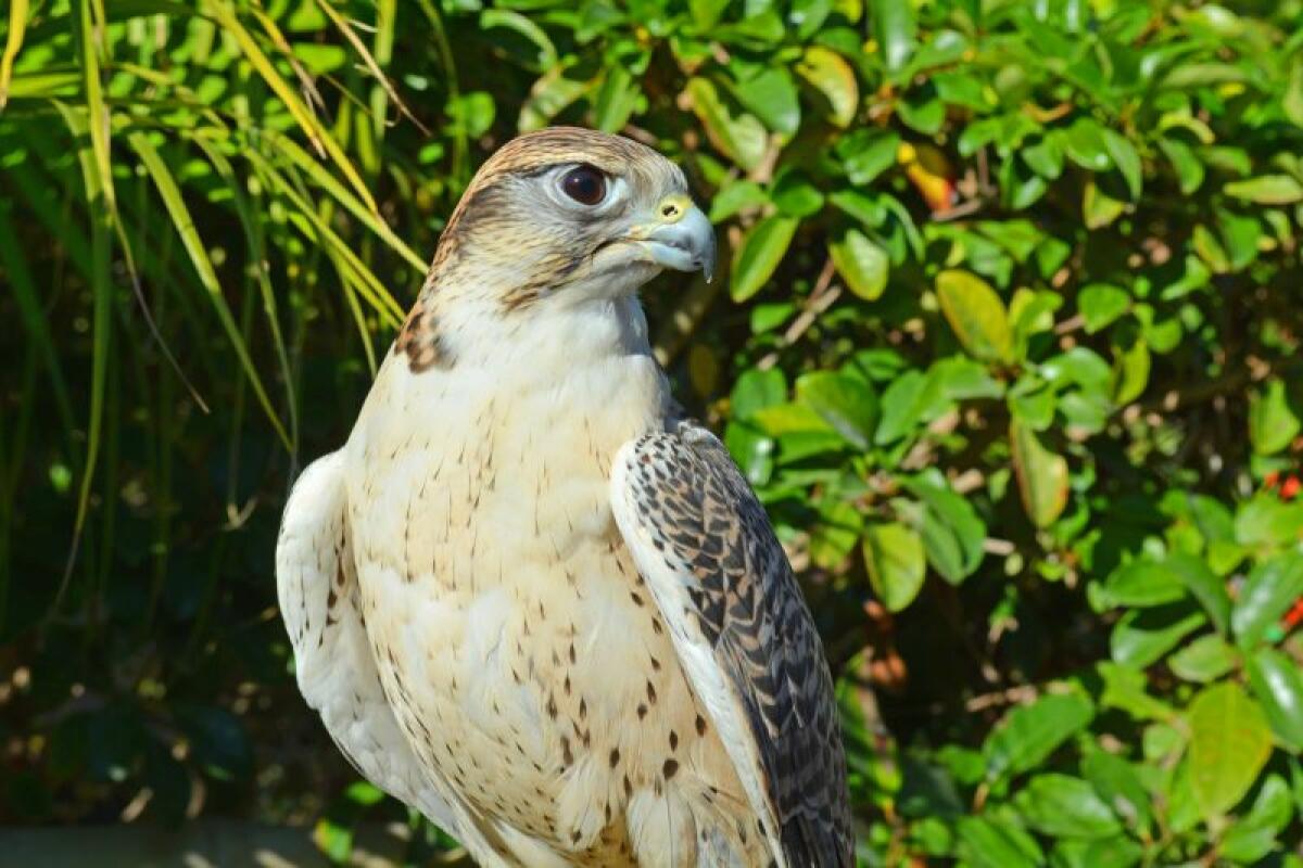 Llega a Terra Natura Benidorm un halcón gerifalte 