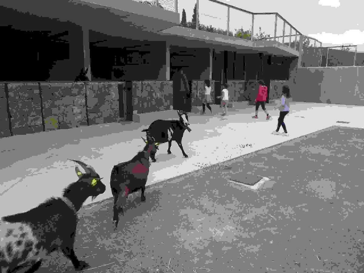 La Nucía // Jornada de puertas abiertas de la Granja Escuela del CEM Captivador