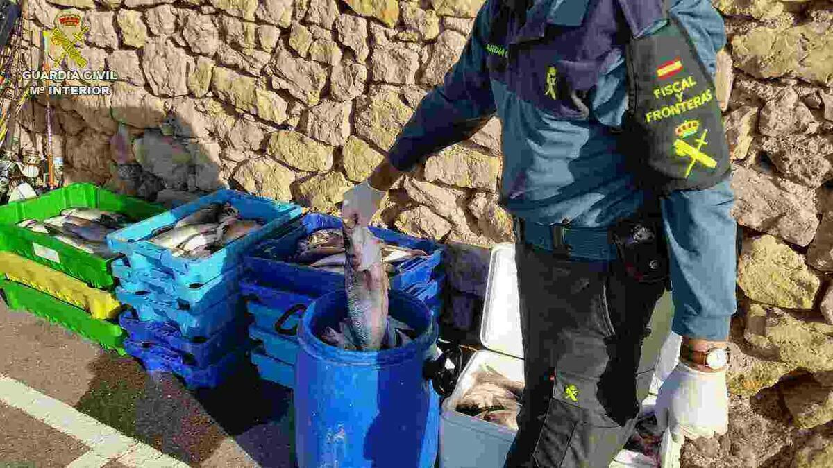 La Guardia Civil incauta m&aacute;s de 400 kilos de pescado ilegal en la costa de Altea