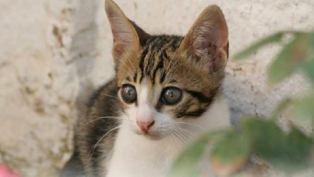 La concejalía de Medio Ambiente y Bienestar Animal recibe fondos para control de plagas y esterilización de gatos