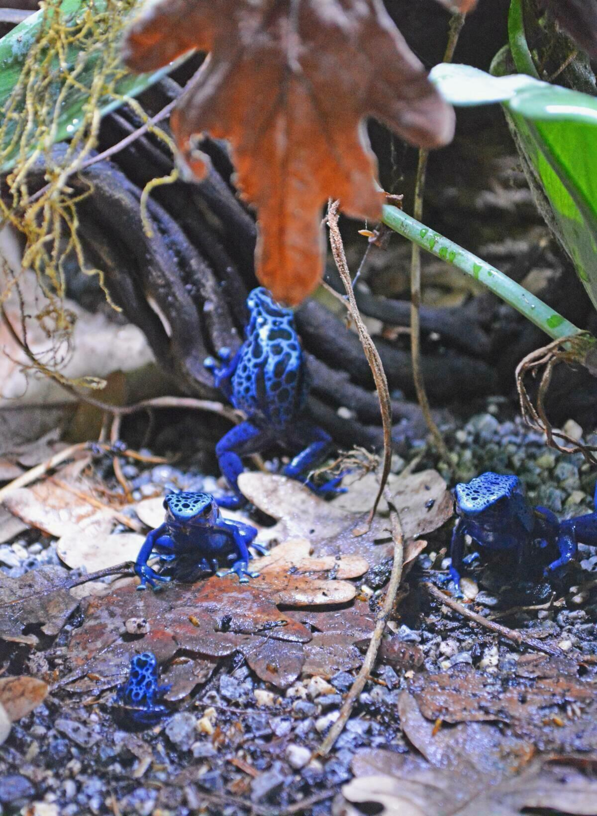 Nacen dos ranas venenosas de flecha azul que se encuentran en peligro de extinción en Terra Natura Benidorm