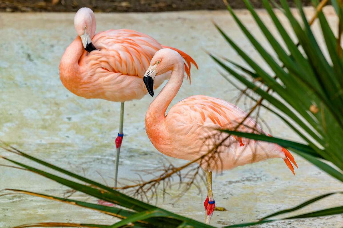 Terra Natura Benidorm se suma al D&iacute;a Mundial de los Humedales con acciones educativas y divulgativas