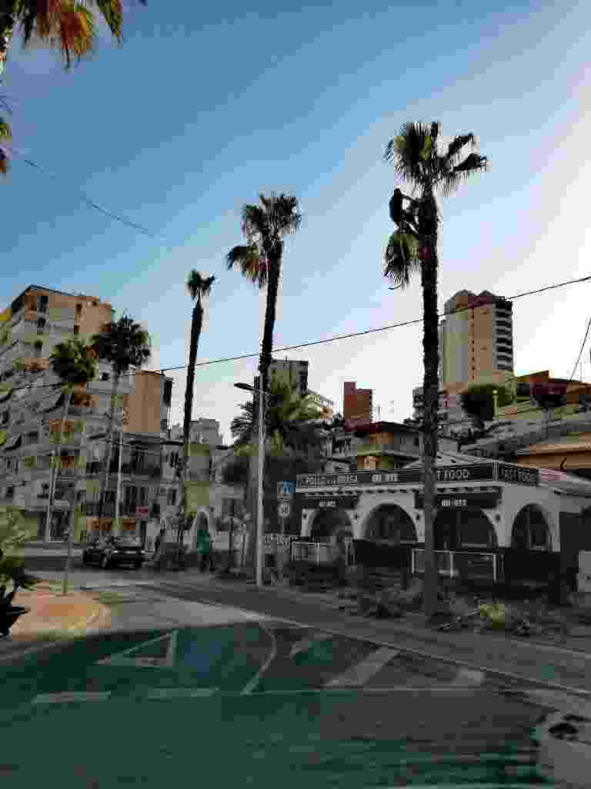 Trabajos de poda y limpieza de palmeras en las zonas verdes de Finestrat