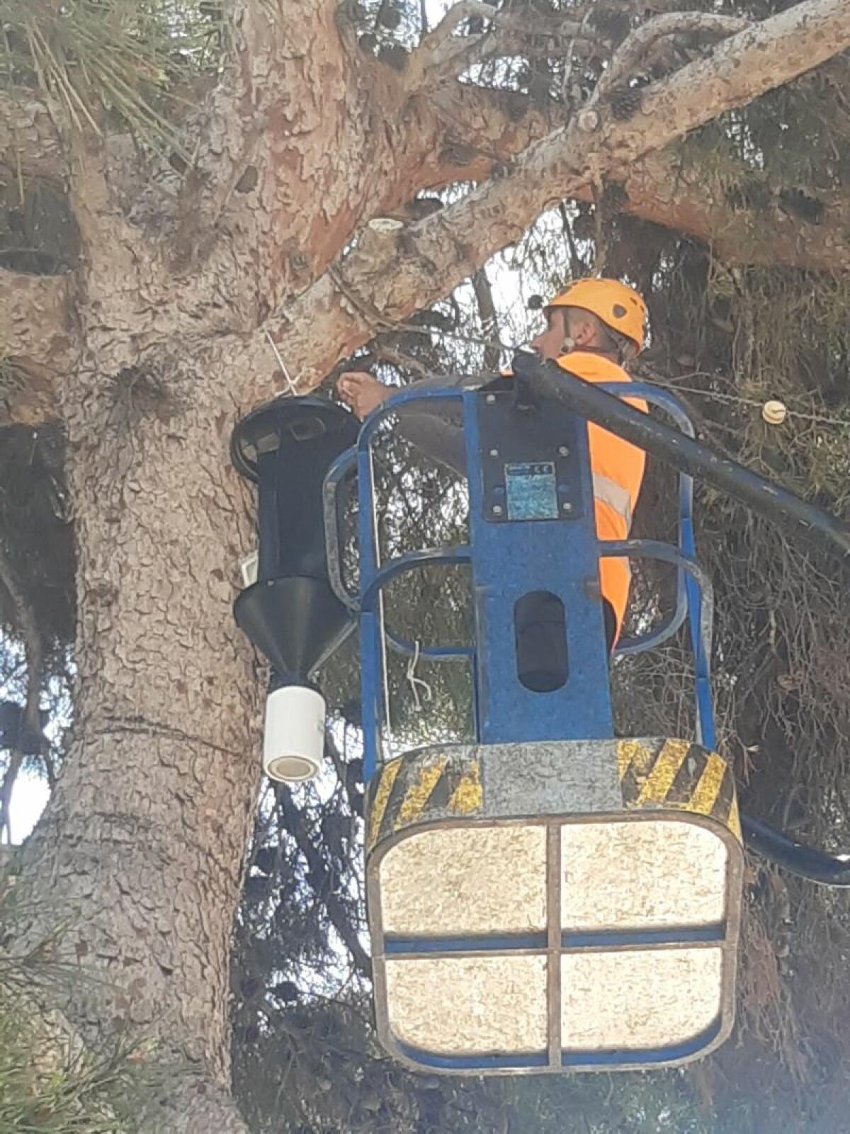 La Pública inicia diverses accions per a lluitar contra el Tomicus