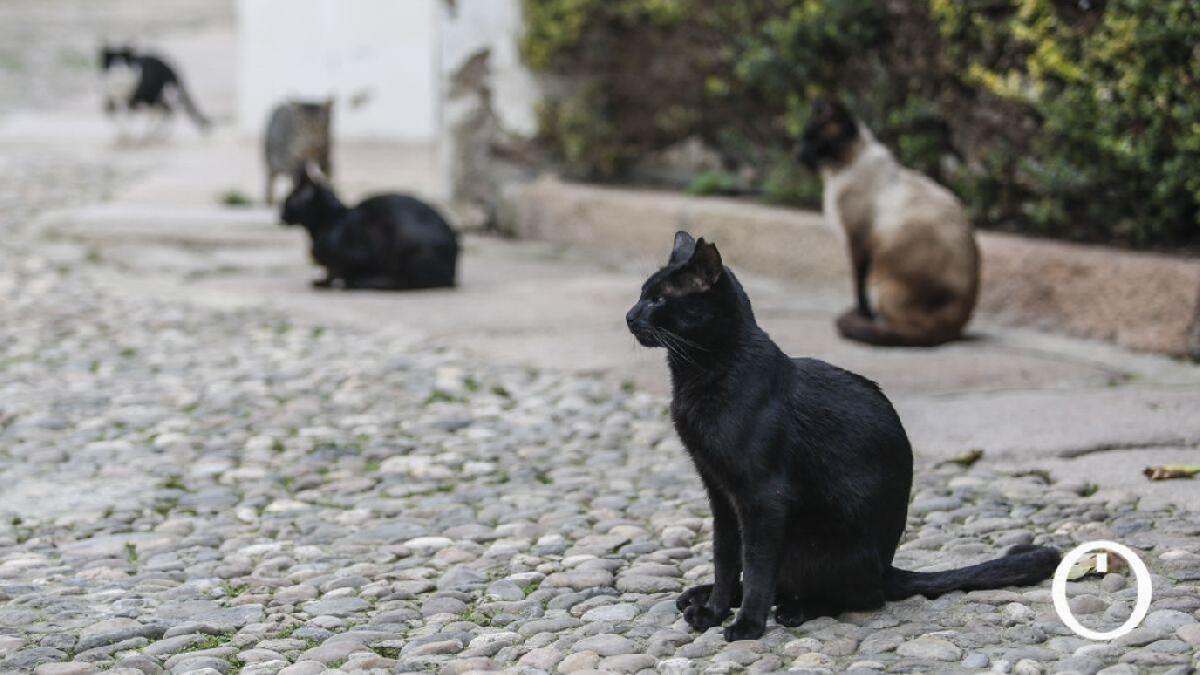 La concejalía de Bienestar Animal esterilizará 130 gatos de las colonias felinas del municipio