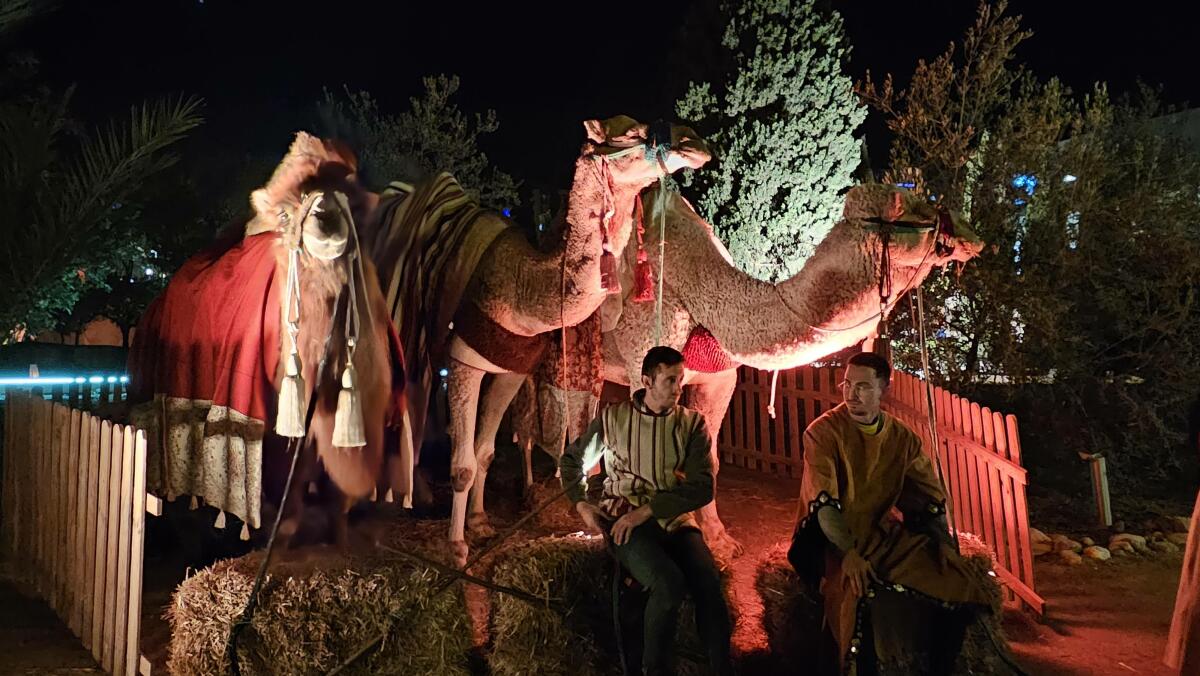 Los Reyes Magos protagonizan la Cabalgata Real sobre sus camellos y llenan de ilusión la noche más mágica del año 