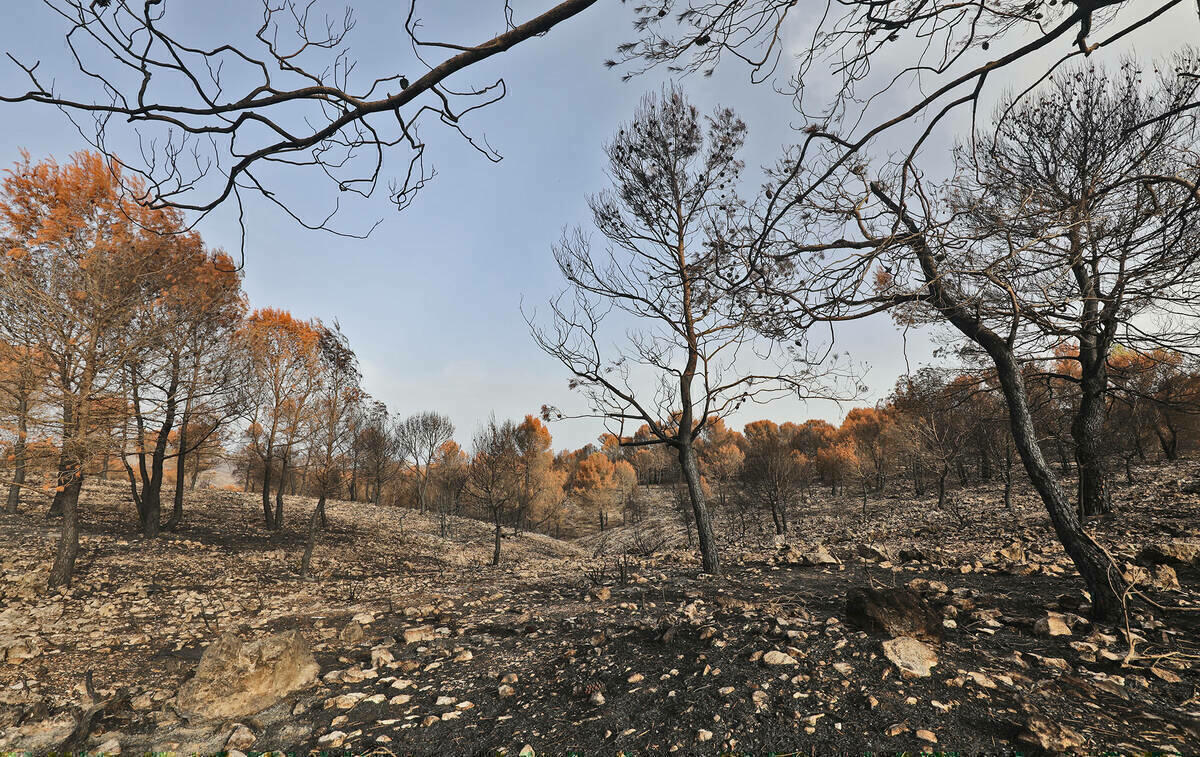 La Diputación destina más de 1,5 millones de euros para ayudar a los municipios a prevenir incendios forestales