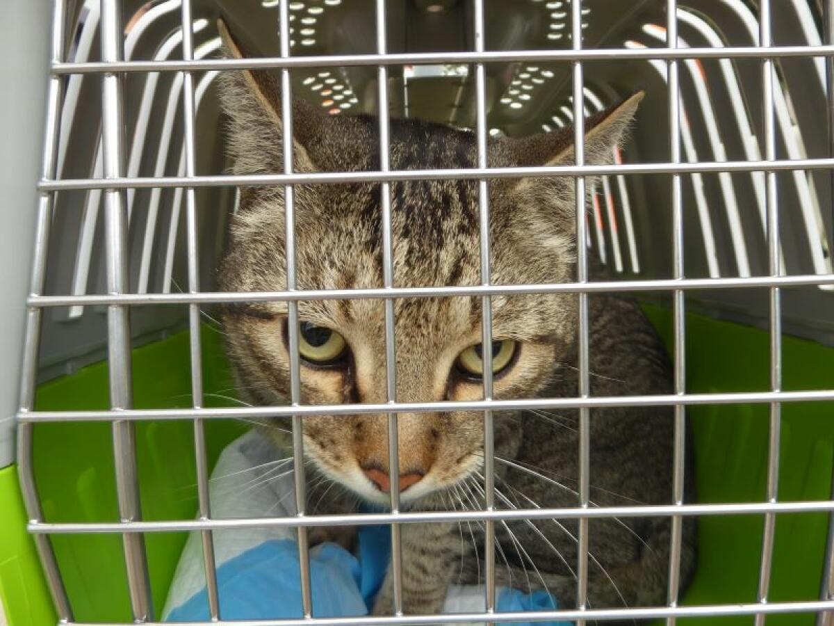 La Diputación concede una subvención de 3.711 € para la Esterilización de Gatos callejeros