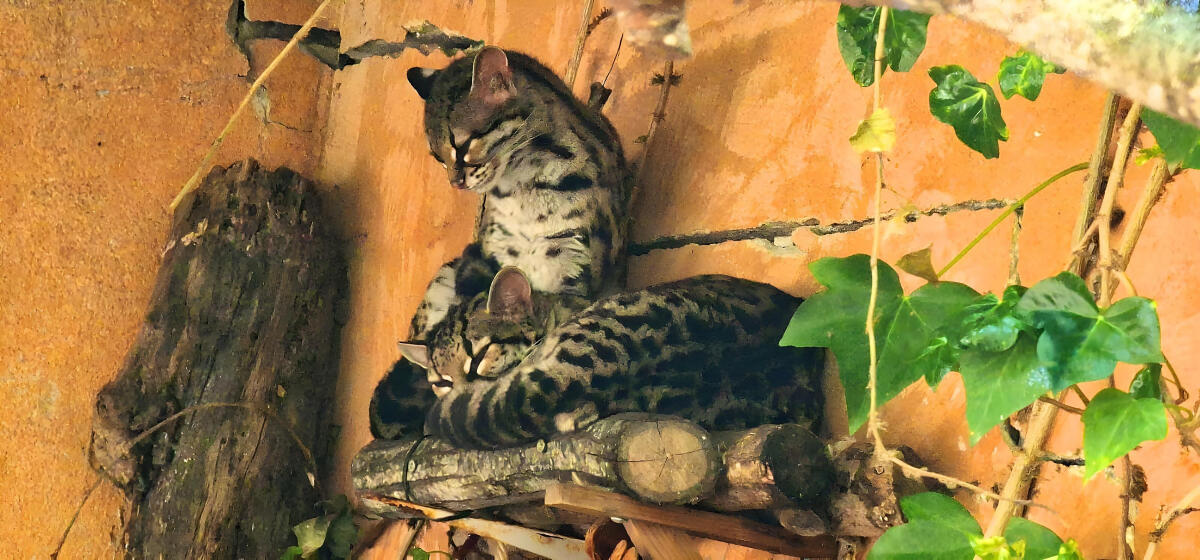 Terra Natura Benidorm consolida avances en la reproducci&oacute;n de un felino neotropical amenazado