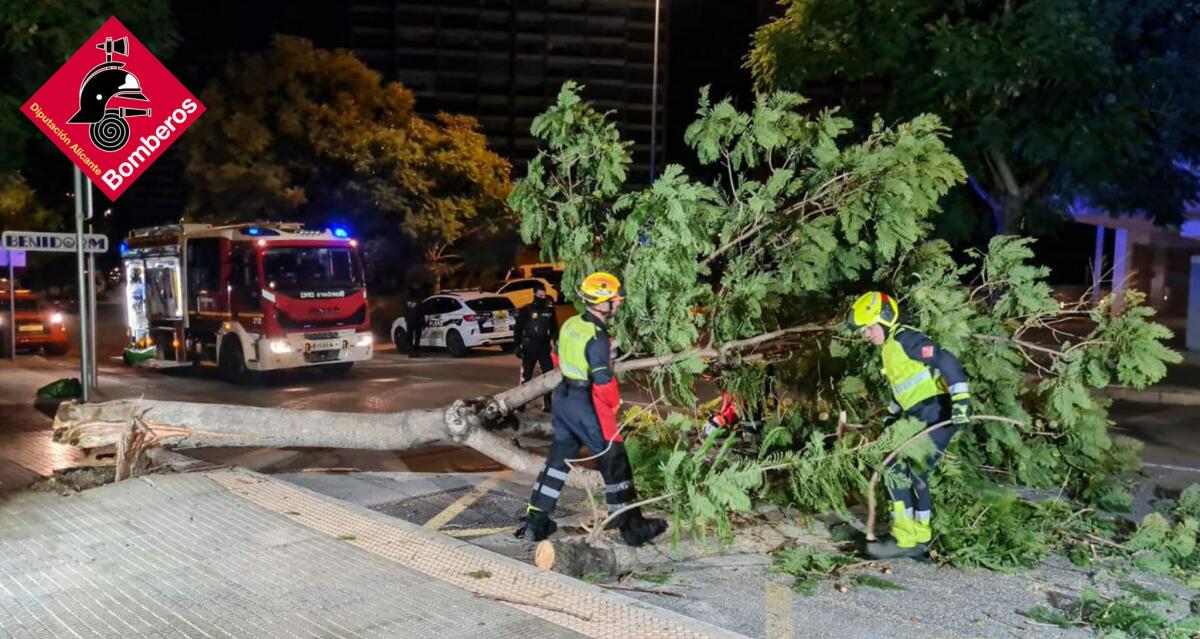 CAIDA DE ARBOL EN BENIDORM