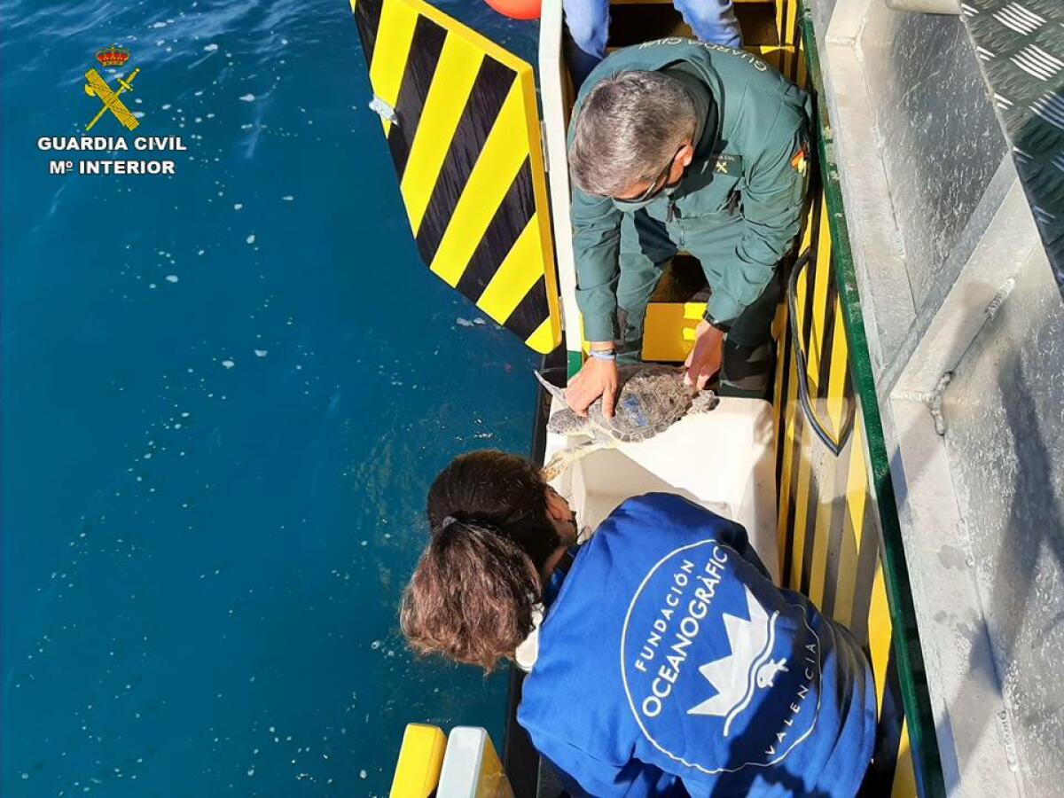 La Guardia Civil junto a la Fundación Oceanogràfic devuelven dos tortugas boba al mar