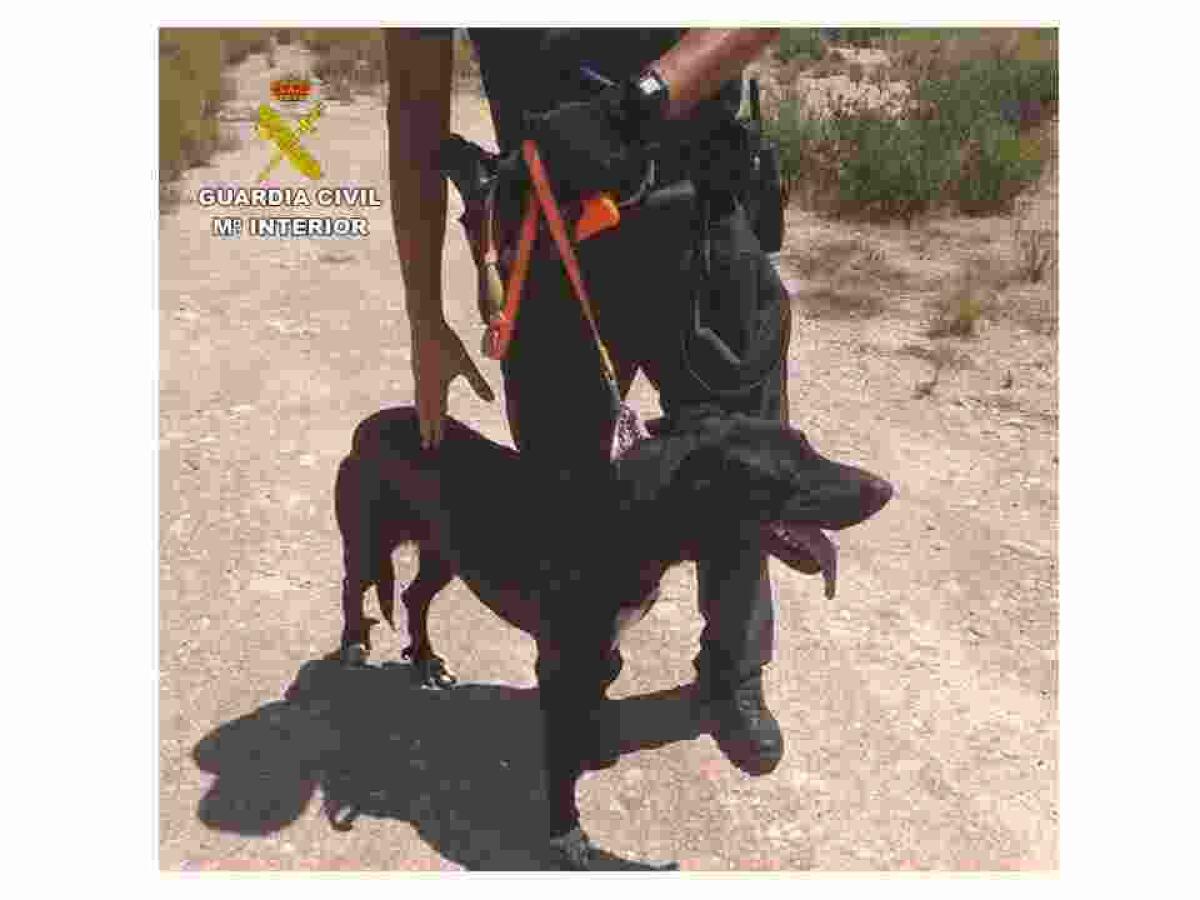 La Guardia Civil rescata a un perro que se hab&iacute;a ca&iacute;do a una balsa de unos diez metros en Crevillente.
