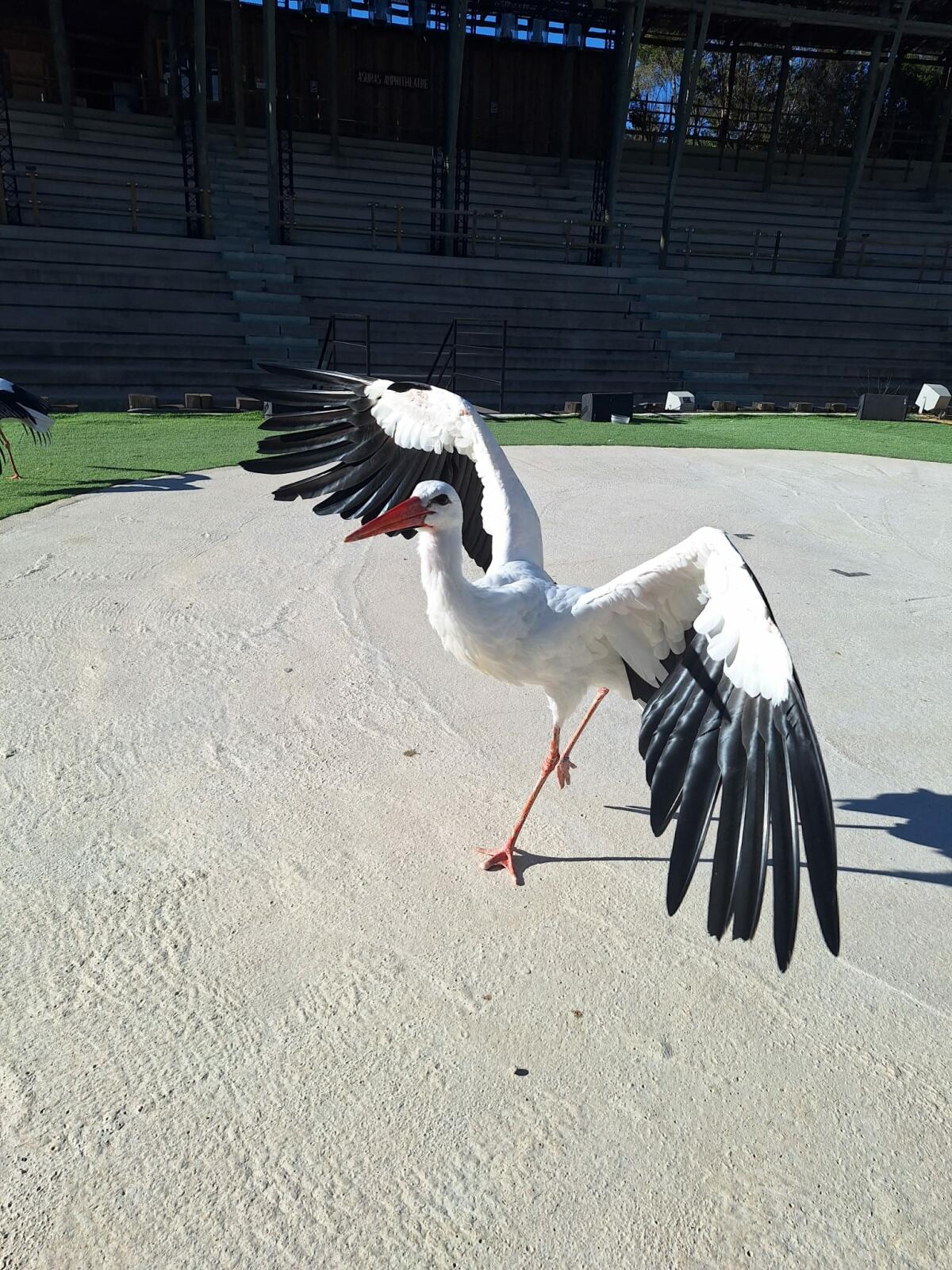 Terra Natura Benidorm acoge una cigüeña rescatada tras sufrir un accidente con el tendido eléctrico