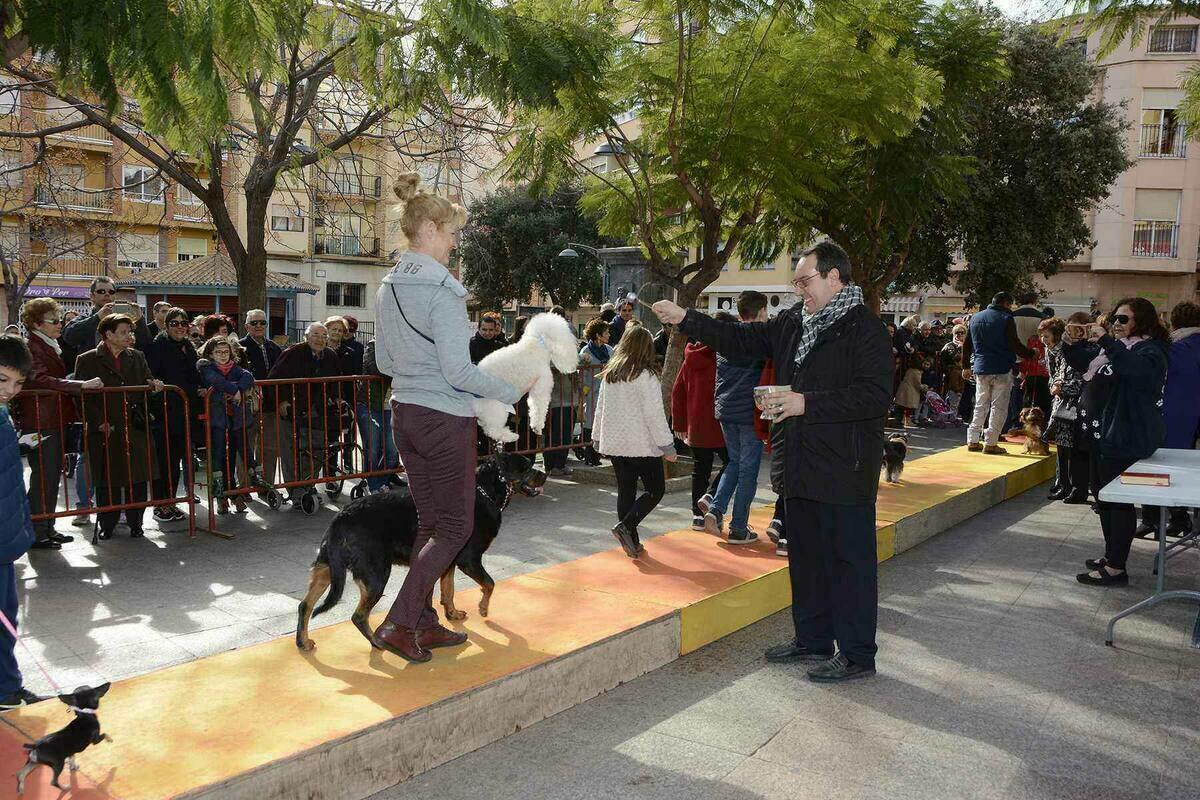 Callosa d&rsquo;en Sarri&agrave; bendice a sus animales en la Fiesta de San Antonio Abad