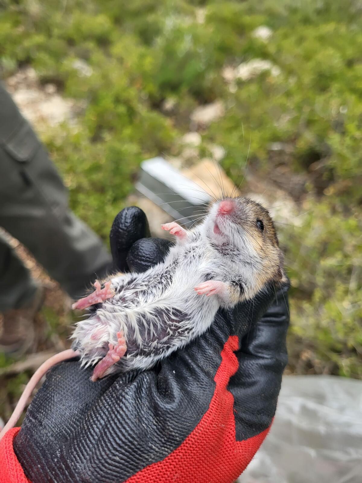 Terra Natura Benidorm participa en una nueva edici&oacute;n del proyecto SEMICE para monitorizar la biodiversidad de micromam&iacute;feros
