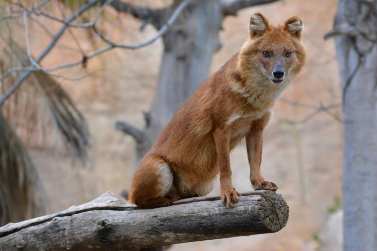 Terra Natura Benidorm recibe a una pareja de dholes para fomentar la conservación de esta especie amenazada