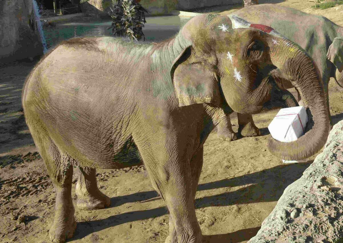 Terra Natura Benidorm se adelanta a la Navidad agasajando a sus animales con regalos especiales
