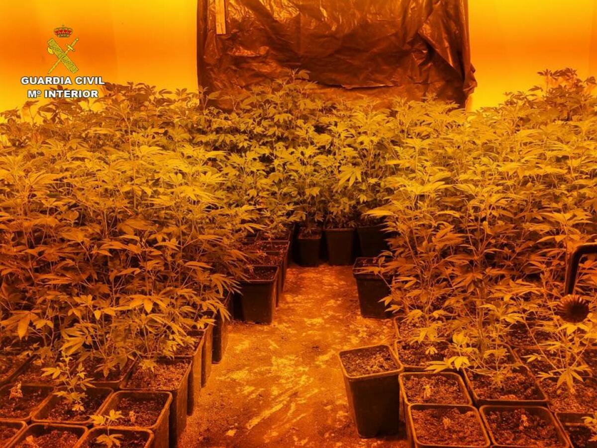 La Guardia Civil desmantela en menos de tres días una plantación de marihuana instalada en dos viviendas