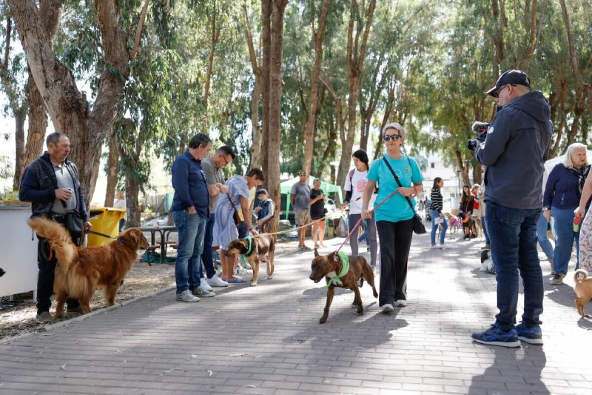 Una decena de perros encuentran un nuevo hogar en el VII Festival de la Adopción de l’Alfàs