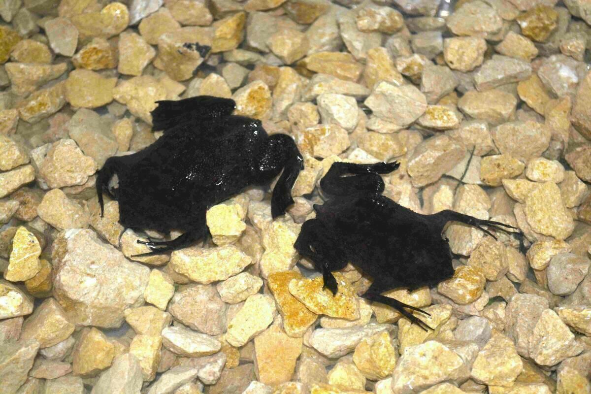La exposici&oacute;n de criaturas venenosas de Terra Natura Benidorm se ampl&iacute;a con una pareja de sapo de Surinam