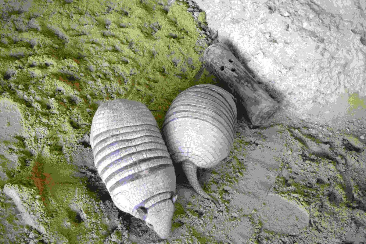 Terra Natura Benidorm fomenta la sociabilizaci&oacute;n de sus animales con nuevas actividades de enriquecimiento ambiental