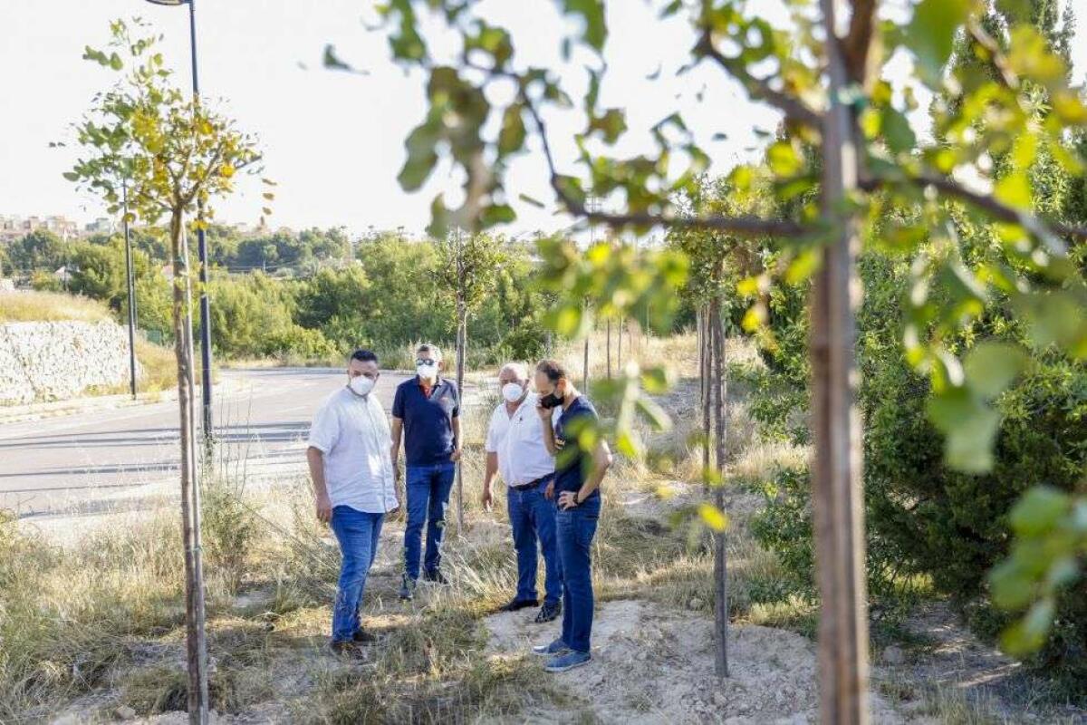 Prosigue el Plan de Reforestación de l’Alfàs con la plantación de un centenar de árboles adultos