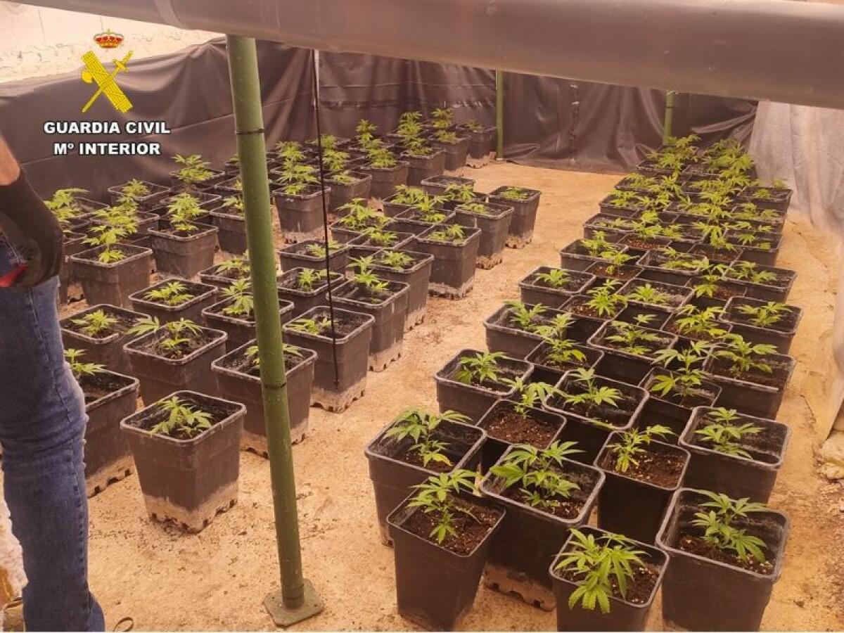 La Guardia Civil desmantela dos plantaciones indoor en dos urbanizaciones de lujo en la provincia de Alicante