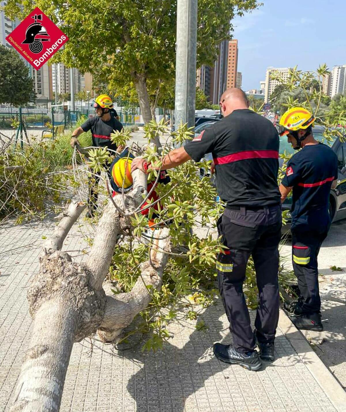 CAIDA DE ÁRBOL EN BENIDORM