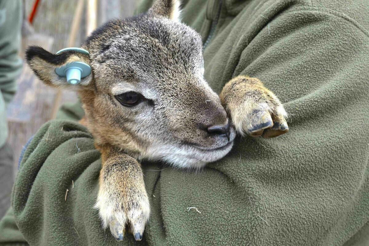 Los muflones de Terra Natura Benidorm experimentan un baby boom con el nacimiento de unas 17 cr&iacute;as