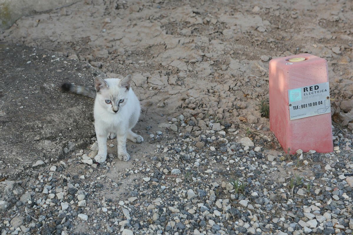 La Diputaci&oacute;n ayuda a los municipios a controlar plagas de moscas y mosquitos y a esterilizar gatos callejeros con 700.000 euros
