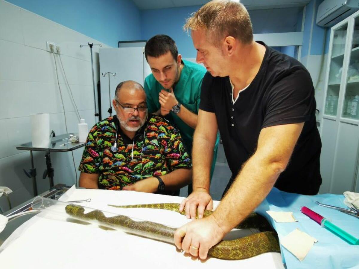 Operan a una serpiente de Terra Natura Benidorm para extraer cinco de sus colmillos en Valencia