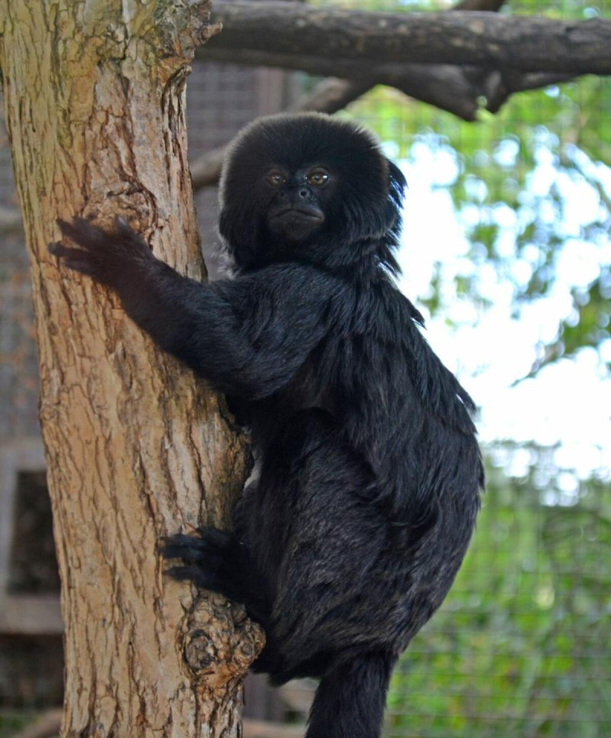 Terra Natura Benidorm incorpora a una pareja de titíes de Goeldi para promover su conservación